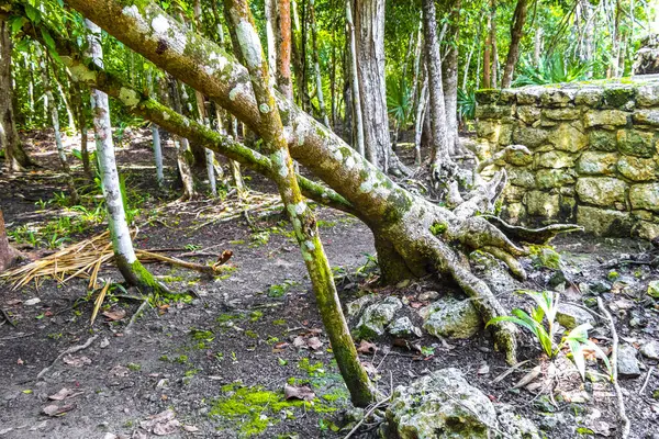 Coba Maya, Coba Belediyesi Tulum Quintana Roo Mexico 'daki tropikal orman ormanlarında antik binaların piramitlerini ve top oyununu mahvediyor..