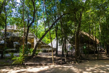 Coba Maya, Coba Belediyesi Tulum Quintana Roo Mexico 'daki tropikal orman ormanlarında antik binaların piramitlerini ve top oyununu mahvediyor..