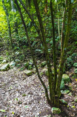 Coba Maya, Coba Belediyesi Tulum Quintana Roo Mexico 'daki tropikal orman ormanlarındaki antik binaları ve piramitleri harap ediyor..