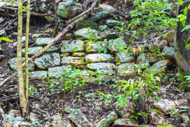 Coba Maya, Coba Belediyesi Tulum Quintana Roo Mexico 'daki tropikal orman ormanlarındaki antik binaları ve piramitleri harap ediyor..