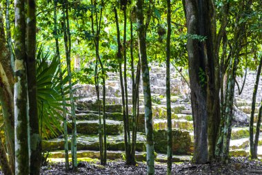 Coba Maya, Coba Belediyesi Tulum Quintana Roo Mexico 'daki tropikal orman ormanlarındaki antik binaları ve piramitleri harap ediyor..