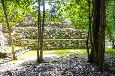 Coba Maya, Coba Belediyesi Tulum Quintana Roo Mexico 'daki tropikal orman ormanlarındaki antik binaları ve piramitleri harap ediyor..