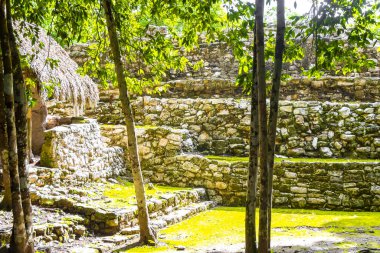 Coba Maya, Coba Belediyesi Tulum Quintana Roo Mexico 'daki tropikal orman ormanlarındaki antik binaları ve piramitleri harap ediyor..