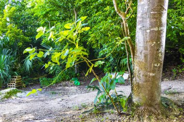 Tropikal doğa ve ağaç ağaçları Coba Belediyesi Tulum Quintana Roo Mexico 'daki yağmur ormanlarında ekilir..