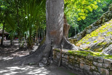 Coba Maya 'daki devasa uzun Ceiba ağacı Coba Belediyesi Tulum Quintana Roo Mexico' daki tropikal orman ormanlarındaki antik binaları ve piramitleri harap eder..