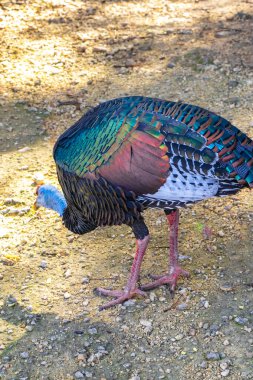 Coba Belediyesi Tulum Quintana Roo Mexico 'daki tropikal doğa yağmur ormanlarında güzel renkli Ocellated hindili tavuk..