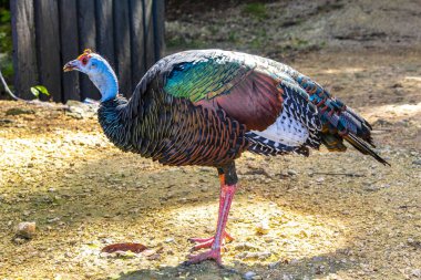 Coba Belediyesi Tulum Quintana Roo Mexico 'daki tropikal doğa yağmur ormanlarında güzel renkli Ocellated hindili tavuk..