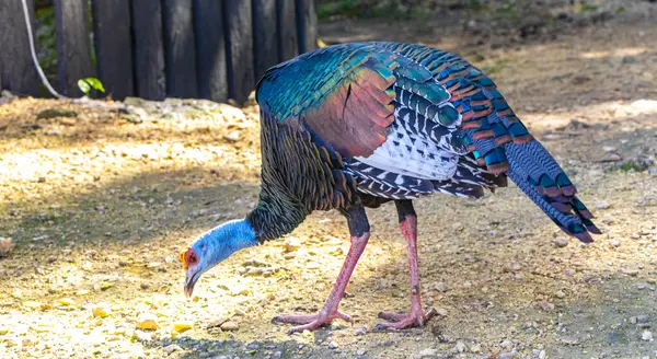 Coba Belediyesi Tulum Quintana Roo Mexico 'daki tropikal doğa yağmur ormanlarında güzel renkli Ocellated hindili tavuk..