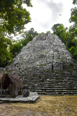 Coba Maya, Coba Belediyesi Tulum Quintana Roo Mexico 'daki tropikal orman ormanlarındaki antik binaları ve piramitleri harap ediyor..