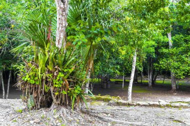 Coba Maya, Coba Belediyesi Tulum Quintana Roo Mexico 'daki tropikal orman ormanlarındaki antik binaları ve piramitleri harap ediyor..