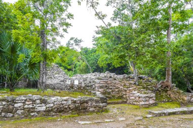 Coba Maya, Coba Belediyesi Tulum Quintana Roo Mexico 'daki tropikal orman ormanlarındaki antik binaları ve piramitleri harap ediyor..