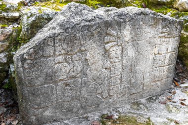 Yazı tipi paneli ve Coba Maya 'daki bilgiler Coba Belediyesi Tulum Quintana Roo Mexico' daki tropikal orman ormanlarındaki antik binaları ve piramitleri harap ediyor..