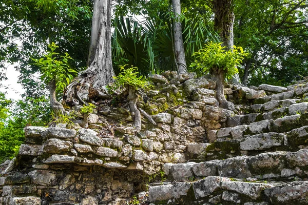 Coba Maya, Coba Belediyesi Tulum Quintana Roo Mexico 'daki tropikal orman ormanlarındaki antik binaları ve piramitleri harap ediyor..