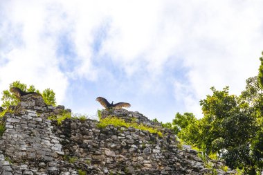 Kara Hindi Akbabaları Coba Belediyesi Tulum Quintana Roo Mexico 'daki Coba harabelerinin tepesinde oturur ve kanatlarını çırparlar..