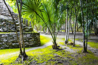Coba Maya, Coba Belediyesi Tulum Quintana Roo Mexico 'daki tropikal orman ormanlarındaki antik binaları ve piramitleri harap ediyor..
