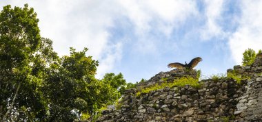Kara Hindi Akbabaları Coba Belediyesi Tulum Quintana Roo Mexico 'daki Coba harabelerinin tepesinde oturur ve kanatlarını çırparlar..