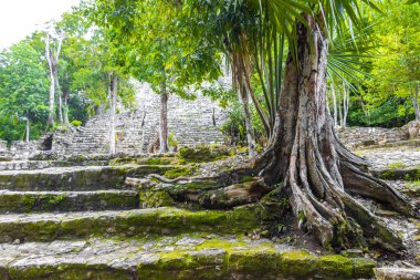 Yazı tipi paneli ve Coba Maya 'daki bilgiler Coba Belediyesi Tulum Quintana Roo Mexico' daki tropikal orman ormanlarındaki antik binaları ve piramitleri harap ediyor..