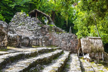 Coba Maya, Coba Belediyesi Tulum Quintana Roo Mexico 'daki tropikal orman ormanlarındaki antik binaları ve piramitleri harap ediyor..