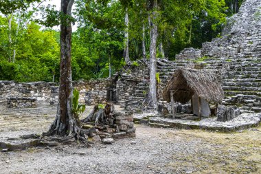 Coba Maya, Coba Belediyesi Tulum Quintana Roo Mexico 'daki tropikal orman ormanlarındaki antik binaları ve piramitleri harap ediyor..