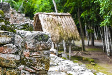 Coba Maya, Coba Belediyesi Tulum Quintana Roo Mexico 'daki tropikal orman ormanlarındaki antik binaları ve piramitleri harap ediyor..