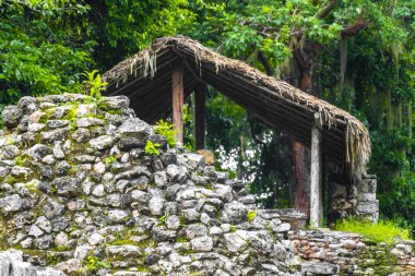 Coba Maya, Coba Belediyesi Tulum Quintana Roo Mexico 'daki tropikal orman ormanlarındaki antik binaları ve piramitleri harap ediyor..