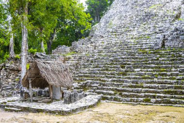 Coba Maya, Coba Belediyesi Tulum Quintana Roo Mexico 'daki tropikal orman ormanlarındaki antik binaları ve piramitleri harap ediyor..