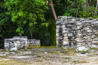 Coba Maya, Coba Belediyesi Tulum Quintana Roo Mexico 'daki tropikal orman ormanlarındaki antik binaları ve piramitleri harap ediyor..