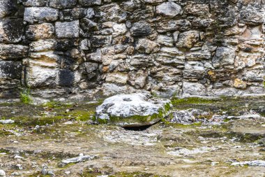 Coba Maya, Coba Belediyesi Tulum Quintana Roo Mexico 'daki tropikal orman ormanlarındaki antik binaları ve piramitleri harap ediyor..