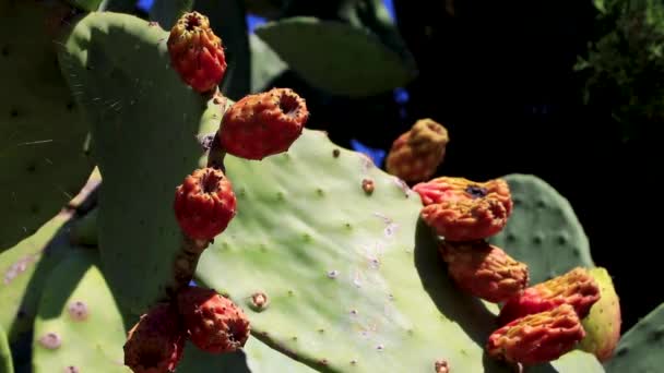 Cactus Plant Cacti Orange Fruits Figs Voula Attica Greece — Stock Video