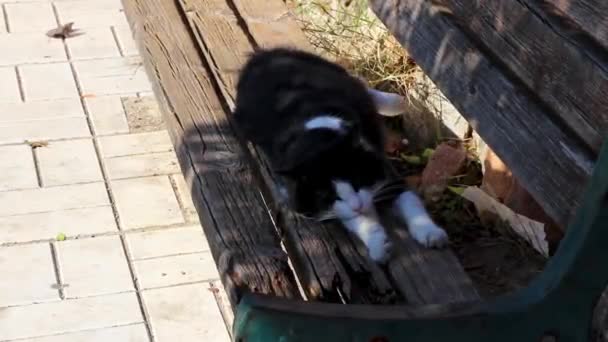 Kot Śpi Rozciągnięty Ławce Parku Voula Attica Grecja — Wideo stockowe