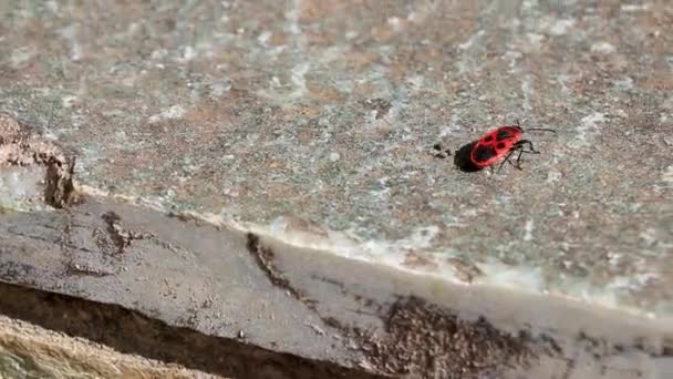 Fire Bug Bugs Firebug Owady Pełzające Ziemi Ścian Skalnych Voula — Wideo stockowe