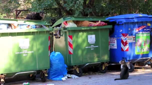 Voula Attica Grèce Octobre 2018 Des Chats Errants Fouillent Dans — Video