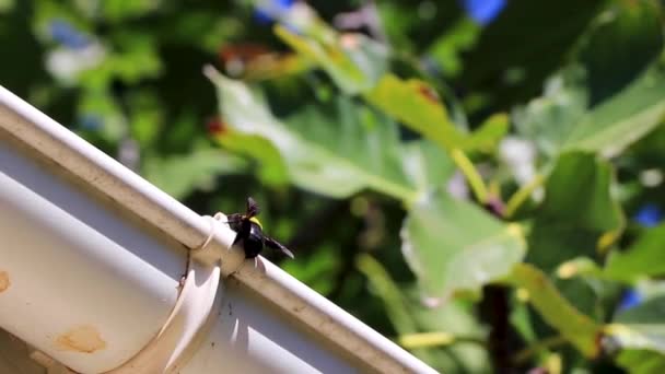 Black Yellow Bee Bumblebee Wasp Insect Rain Gutter Voula Attica — Stock Video