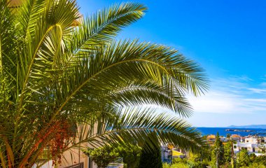 Voula Attica Yunanistan 'da deniz ve şehir manzaralı büyük bir palmiye ağacı.