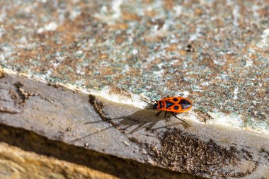 Yangın böcekleri kundakçılar, voula Attica Yunanistan 'da kaya duvarında sürünen böcekler..