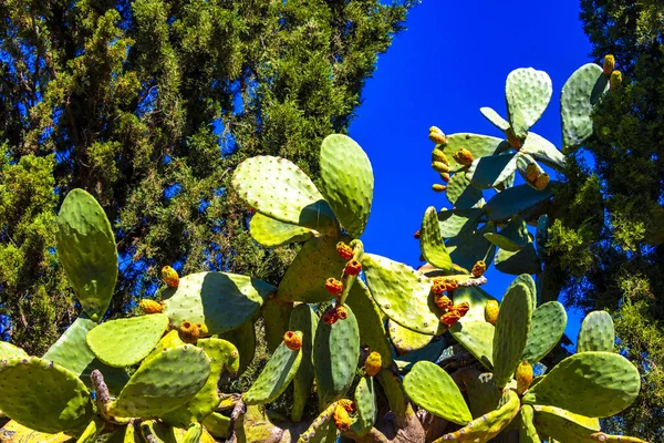 Cactus plant Cacti with orange fruits figs in Voula Attica Greece.
