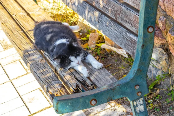 Cat sleeping stretched out on a park bench in Voula Attica Greece.