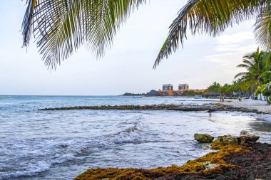 Playa del Carmen Mexico 'da turkuvaz mavisi tatil beldeleri ve palmiye ağaçları olan tropik Meksika Karayip plajı manzarası..