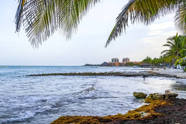 Panorama Tropical Playa Caribeña Mexicana Con Balnearios Palmeras Playa Del Fotos De Stock