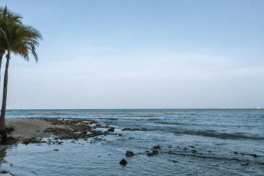 Punta Playa Xcalacoco Playa del Carmen Quintana Roo Meksika 'da Hindistan cevizi ve mavi gökyüzü geçmişi olan tropik doğal Meksika palmiyesi..