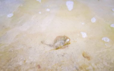 İğneli vatoz vatozları Playa del Carmen Quintana Roo Meksika 'da dalgalarla sahile yakın yüzer..