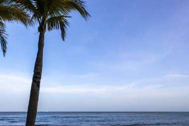 Punta Playa Xcalacoco Playa del Carmen Quintana Roo Meksika 'da Hindistan cevizi ve mavi gökyüzü geçmişi olan tropik doğal Meksika palmiyesi..