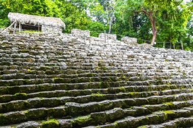 Coba Maya, Coba Belediyesi Tulum Quintana Roo Mexico 'daki tropikal orman ormanlarındaki antik binaları ve piramitleri harap ediyor..