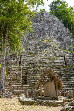Coba Maya, Coba Belediyesi Tulum Quintana Roo Mexico 'daki tropikal orman ormanlarındaki antik binaları ve piramitleri harap ediyor..
