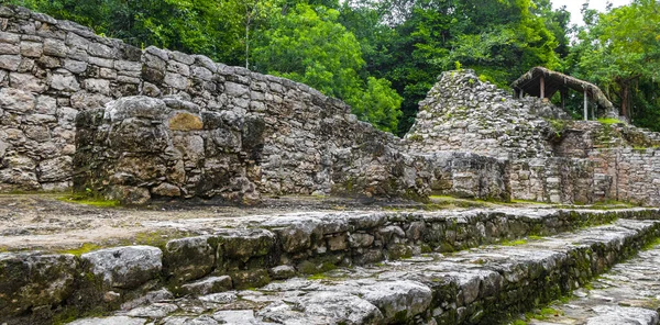 Coba Maya Ruins the ancient buildings and pyramids in the tropical forest jungle in Coba Municipality Tulum Quintana Roo Mexico.