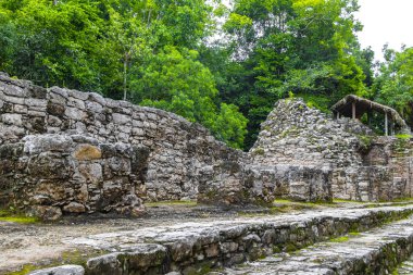 Coba Maya, Coba Belediyesi Tulum Quintana Roo Mexico 'daki tropikal orman ormanlarındaki antik binaları ve piramitleri harap ediyor..