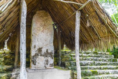Yazı tipi paneli ve Coba Maya 'daki bilgiler Coba Belediyesi Tulum Quintana Roo Mexico' daki tropikal orman ormanlarındaki antik binaları ve piramitleri harap ediyor..