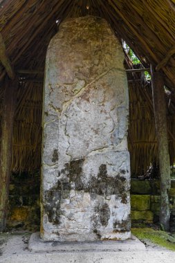 Yazı tipi paneli ve Coba Maya 'daki bilgiler Coba Belediyesi Tulum Quintana Roo Mexico' daki tropikal orman ormanlarındaki antik binaları ve piramitleri harap ediyor..