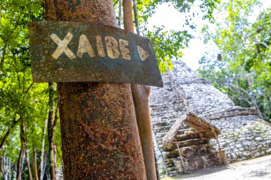 Coba Maya 'daki Xaibe Coba Belediyesi' ndeki tropikal orman ormanı Tulum Quintana Roo Mexico 'daki antik binaları ve piramitleri harap ediyor..