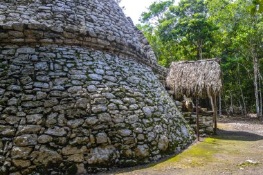 Coba Maya 'daki Xaibe Coba Belediyesi' ndeki tropikal orman ormanı Tulum Quintana Roo Mexico 'daki antik binaları ve piramitleri harap ediyor..